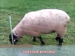 Dunyanin En Onemli 6 Etci Koyun Irki Youtube Koylar