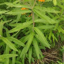 Image result for Asclepias foliosa