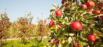 A dwarf fruit tree orchard with brick pathways in a herringbone pattern. Planning Your Homestead Orchard Benefits Of Dwarf Trees