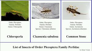 Image result for Perlidae