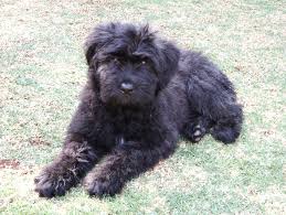 Bouvier des flandres were originally used to herd sheep and cattle, and to guard their property in belgium. Bouvier Des Flandres Wikipedia