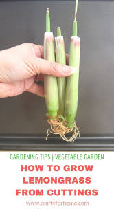 It is also easy to grow, so lemongrass is a tropical herb, and malta is i think of mediterranean climate. How To Grow Lemongrass From Kitchen Scraps Grow Lemongrass Lemongrass Plant Lemon Grass