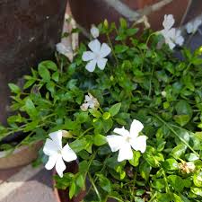Vinca minor (common names lesser periwinkle or dwarf periwinkle) is a species of flowering plant in the dogbane family, native to central and southern europe. Vinca Minor F Alba Gertrude Jekyll Small White Periwinkle Gertrude Jekyll In Gardentags Plant Encyclopedia