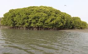 Image result for Rhizophora mucronata