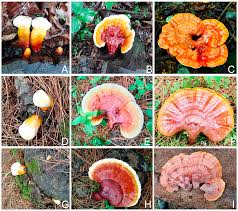 Image result for Ganoderma tsugae
