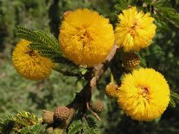 Image result for Acacia hockii