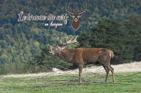 Voir le brame du cerf en Aveyron dans lAubrac près de Laguiole