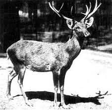 Schomburgk S Deer Extinct Animals In The Beginning Of The 20th Century Schomburgk S Deer Was Ancient Animals Prehistoric Animals