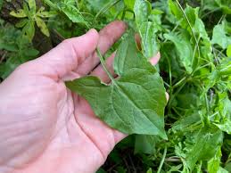 Image result for Rumex sagittatus