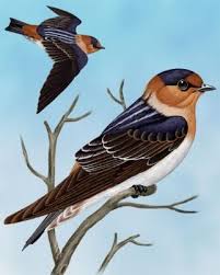 Birds That Make Mud Nests Under Bridges Cave Swallow Whatbird Com Birds Bird Identification Identifying Birds