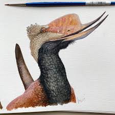 Image result for Pteris preussii