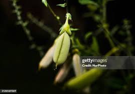 Image result for Crotalaria barkae