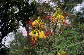 Image result for Erythrostemon