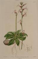 Image result for Cyphia