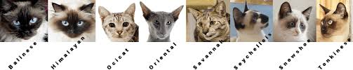 All names for different types of siamese cats. Tell Me More About My Eyes The Mystique Of Siamese Cats Siamese Cat Spot