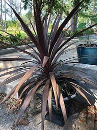 Pin By Monica On Tropical Backyard Landscaping Tropical Backyard Landscaping Garden Solutions Low Maintenance Plants