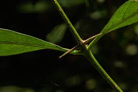 Image result for Canthium inerme