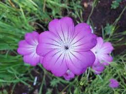 Image result for Agrostemma