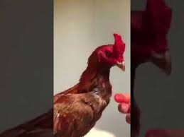 Ayam Ninja Import Msh Dtailan Youtube