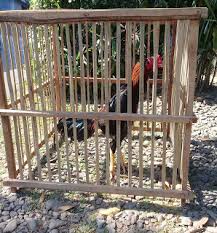 Kandang ayam bangkok untuk memelihara ayam yang menjadi hewan peliharaan menguntungkan. Cara Memandikan Ayam Bangkok Menjelang Diadu Bangkokterbaik