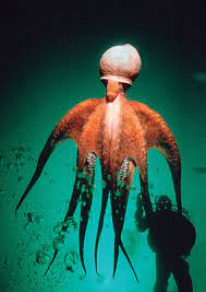 Scuba Diving Top 100 Best Overall Diving Deep Sea Creatures Giant Pacific Octopus Ocean Creatures