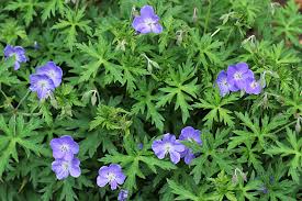 Their flowers tend to shatter when blooming is finished, which means not as much deadheading for you. Hardy Geraniums A Favorite Garden Perennial Flower