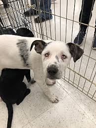 We help abused, neglected, abandoned & surrendered pets both locally & from the southern u.s. Adopt A Pet Petsmart Charities