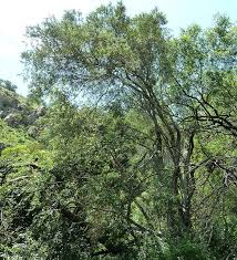 Image result for Buddleja saligna