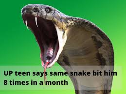 The snake is a family of reptiles with long bodies, and no legs. Snake Bites Boy 8 Times Uttar Pradesh Teen Says Same Snake Bit Him 8 Times In A Month Trending Viral News