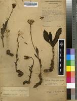 Image result for Kleinia abyssinica