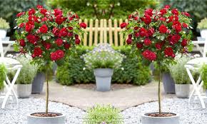 We did not find results for: Pair Of Mini Standard Red Flowering Patio Rose Trees Garden Plants