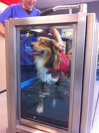 Technique utilisée depuis des siècles chez les hommes, son utilisation pour soigner les chiens s'accroît d'année en année. Comment Se Deroule Une Seance D Hydrotherapie Animale