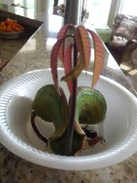 Check spelling or type a new query. How To Grow A Mango Seed In Water Sprouting A Mango Tree From Seed