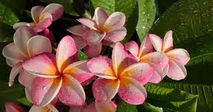 Plumeria Plumeria Flowers Frangipani
