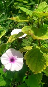Image result for Ipomoea wightii
