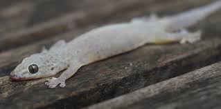 Arti Kejatuhan Cicak Di Dada Menurut Primbon Dan Islam Serta Mitosnya Kejatuhan Cicak Kecil