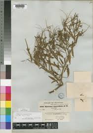 Image result for Monsonia angustifolia