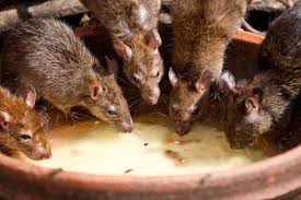 Raised floorboards reveal the witchmarks in the upper king's room at knole national trust / martin all manner of things have fallen between the gaps since 1535, including a nave of diamonds playing. How To Survive Rats In The Netherlands Dutchreview