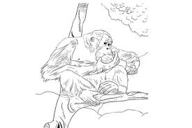 Bornean Orangutan Coloring Page The Bornean Orangutan Pongo Pygmaeus Is A Species Of Orangutan Native To The Bornean Orangutan Orangutan Sumatran Orangutan