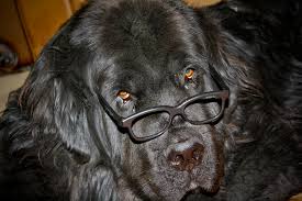 Click to view available newfoundland puppies for sale! Newfoundland Puppies For Sale Nampa Newfies