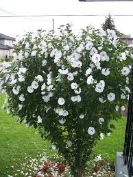 I guess that these are rose of sharon plants that grew from seeds from someones tree. Rose Of Sharon Tree Image Search Results Hibiscus Plant Hibiscus Tree Rose Of Sharon Tree