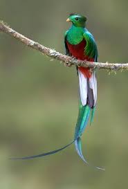 Rare Birds With Long Tail Feathers Resplendent Quetzals Played An Important Role In Pre Columbian Societies Their Tail Feathers Were Used In The Beautiful Birds Most Beautiful Birds Rare Birds