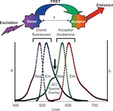 Fluorescence An Overview Sciencedirect Topics