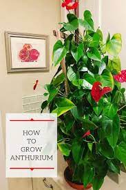 Here's how to contact the master gardener program in your area. Anthurium Care Growing Flamingo Flower