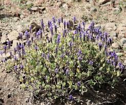 Image result for Coleus caninus