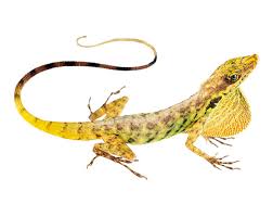 Image result for Anolis gemmosus