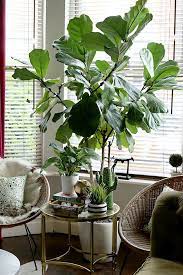 The best indoor plants perfect for everyone: Pin On Pflanzen