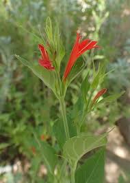 Image result for Justicia australis