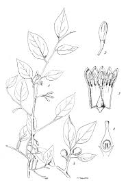 Image result for Olax pentandra