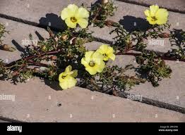 Image result for Grielum